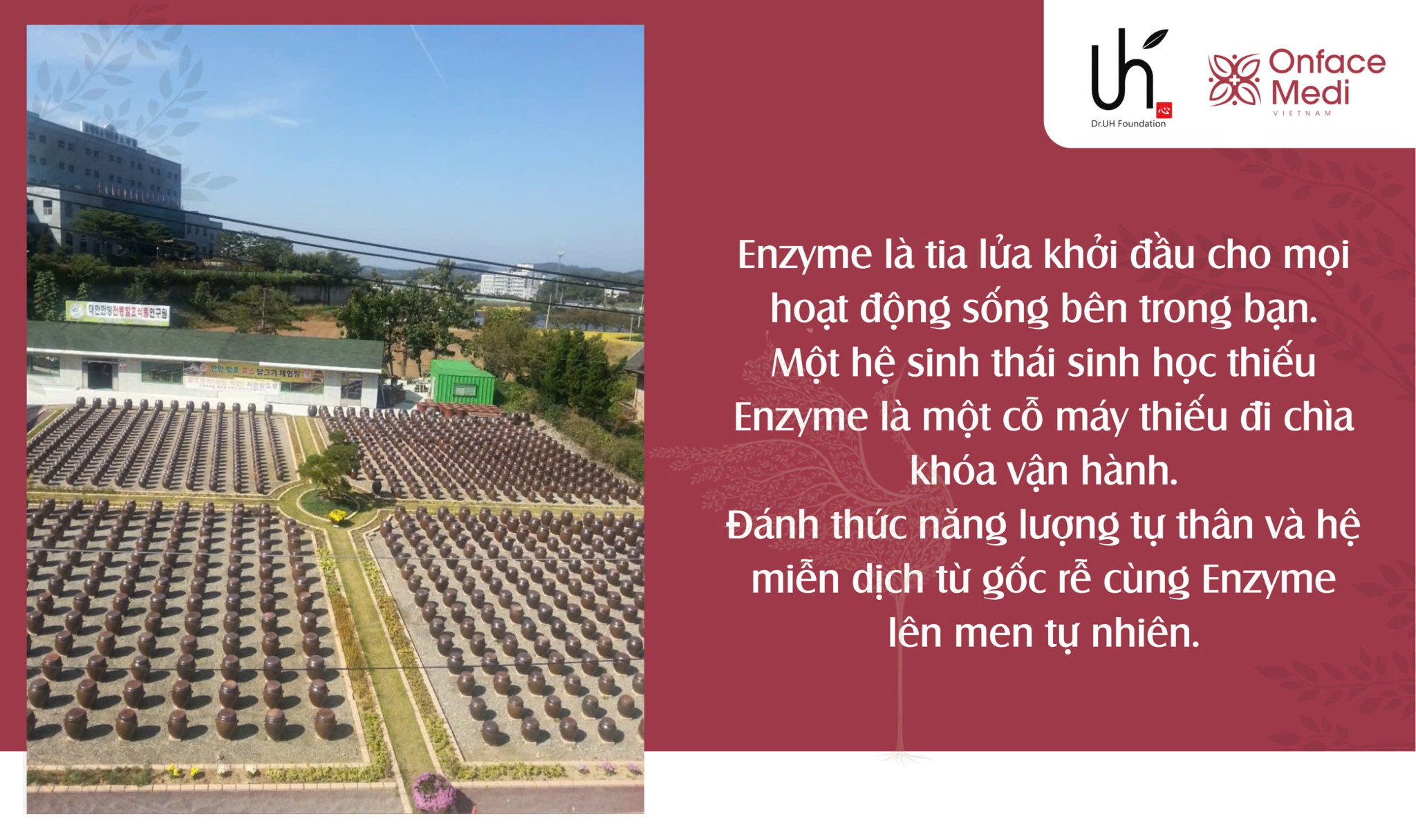 Dược Liệu Lên Men: Cuộc Cách Mạng Chăm Sóc Sức Khỏe Bền Vững Trong Kỷ Nguyên Mới